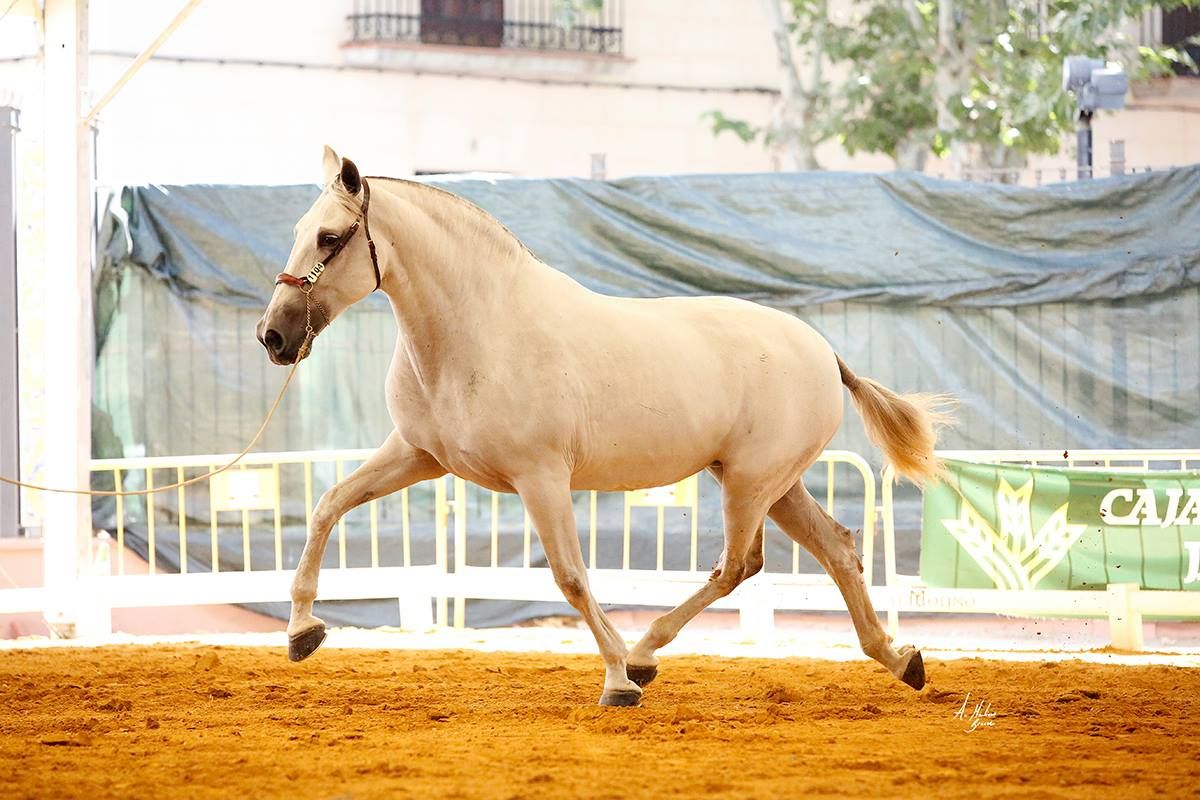 ALGARVE JB Medalla de Plata yeguas adultas en ANDUCAB 2018 de la mano de Juan Manuel Tabla-5